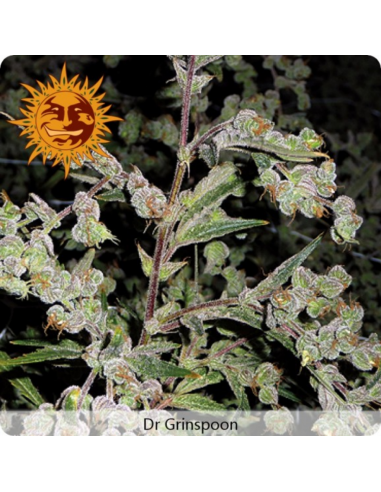 Barney´S Farm Dr. Grinspoon Fem - Imagen 1