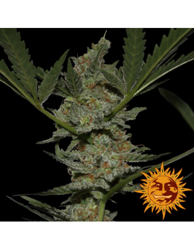 Barney´S Farm Acapulco Gold Fem - Imagen 1