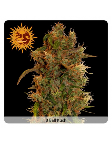 Barney´S Farm 8 Ball Kush Fem - Imagen 1