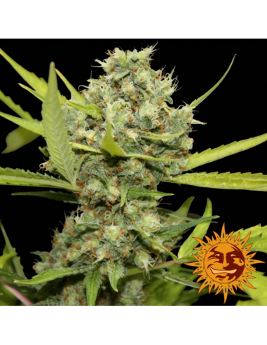 Barney´S Farm Pineapple Chunk Fem - Imagen 1