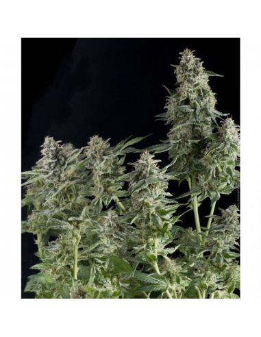 Pyramid Seeds Auto Northern Lights - Imagen 1