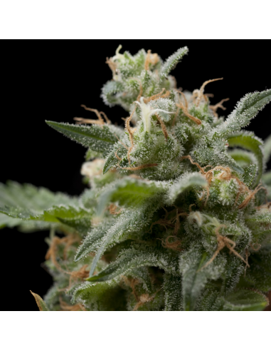 Pyramid Seeds Super Hash - Imagen 1