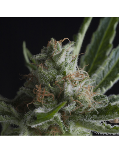 Pyramid Seeds Shark - Imagen 1