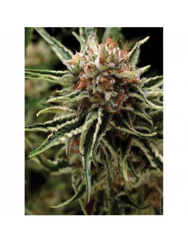 Pyramid Seeds Auto Shark - Imagen 1