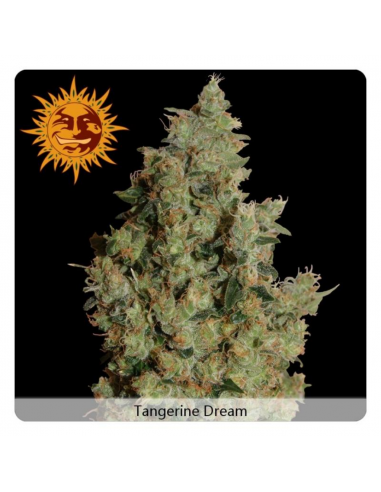 Barney´S Farm Tangerine Dream Fem. - Imagen 1