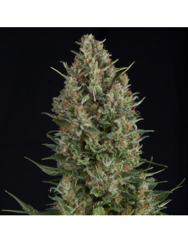 Pyramid Seeds Wembley - Imagen 1