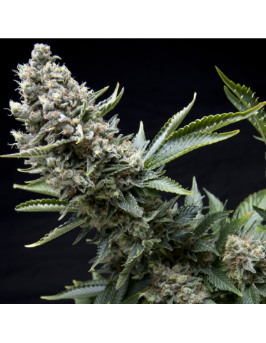 Pyramid Seeds White Widow - Imagen 1