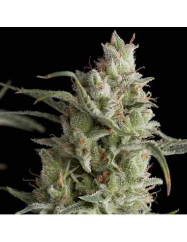 Pyramid Seeds Super OG Kush - Imagen 1