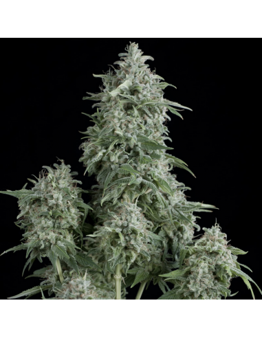 Pyramid Seeds Anubis - Imagen 1