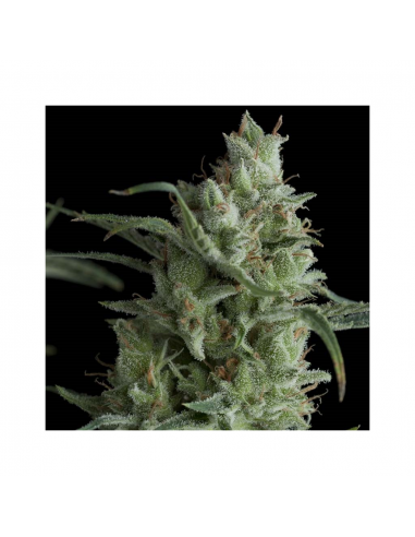 Pyramid Seeds Auto Kryptonite - Imagen 1