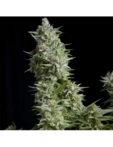 Pyramid Seeds Auto Alpujarreña - Imagen 1