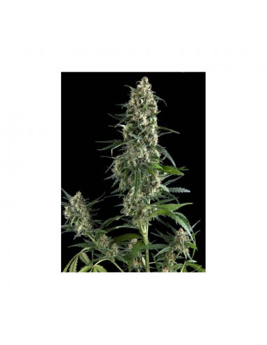 Pyramid Seeds Auto Amnesia Gold - Imagen 1