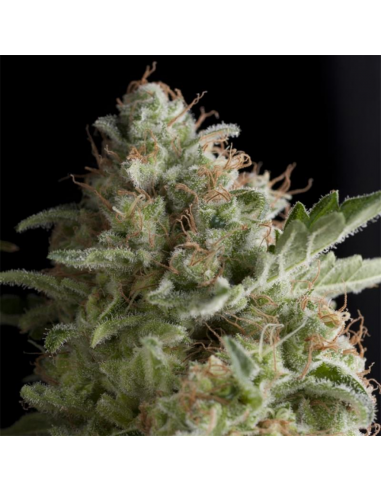 Pyramid Seeds Auto American Pie - Imagen 1