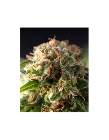 Pyramid Seeds Auto Fresh Candy - Imagen 1