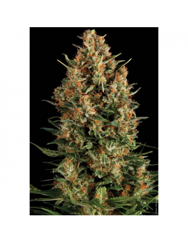 Pyramid Seeds Auto Wembley - Imagen 1