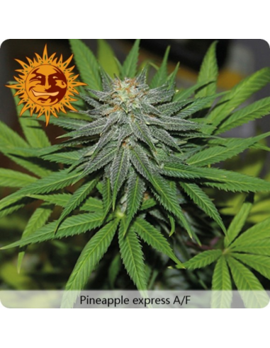 Barney´S Farm Pineapple Express Auto - Imagen 1