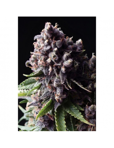 Pyramid Seeds Auto Purple - Imagen 1