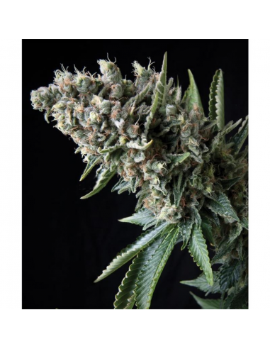 Pyramid Seeds Auto Nefertiti - Imagen 1