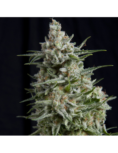 Pyramid Seeds Anesthesia - Imagen 1