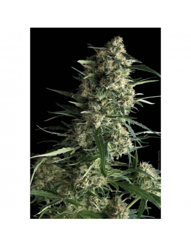 Pyramid Seeds Auto Galaxy - Imagen 1