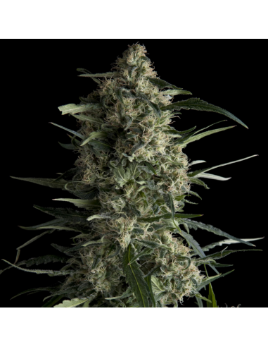 Pyramid Seeds Galaxy - Imagen 1