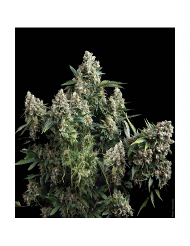 Pyramid Seeds Auto Tutankhamon - Imagen 1