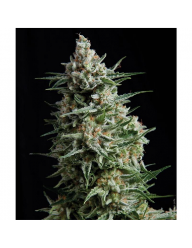 Pyramid Seeds Auto Anesthesia - Imagen 1