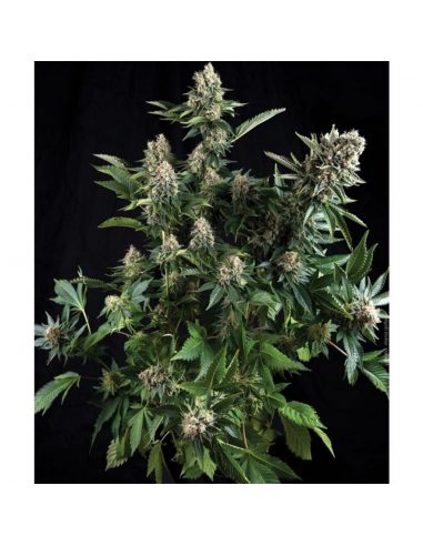 Pyramid Seeds Auto White Widow - Imagen 1