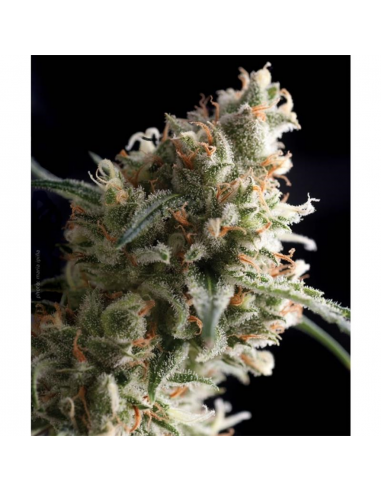 Pyramid Seeds Auto Super Hash - Imagen 1