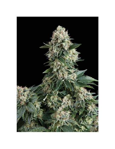 Pyramid Seeds Auto New York City - Imagen 1