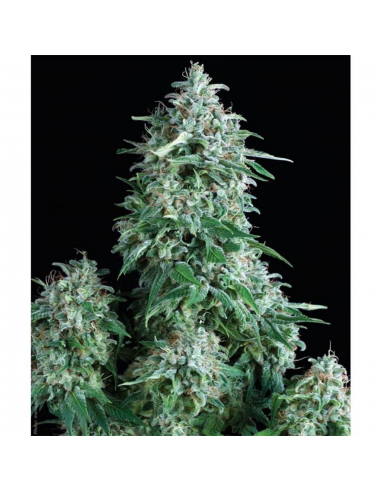 Pyramid Seeds Auto Anubis - Imagen 1