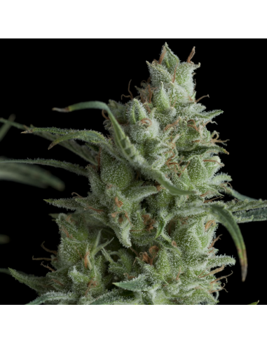 Pyramid Seeds Kryptonite - Imagen 1