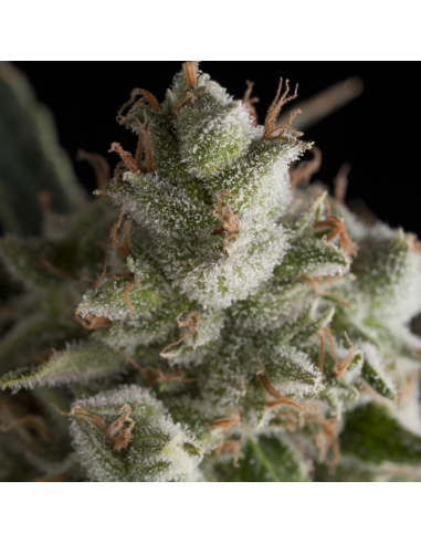 Pyramid Seeds Fresh Candy - Imagen 1