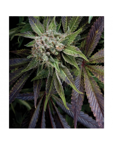 Pyramid Seeds Auto Blue Pyramid - Imagen 1