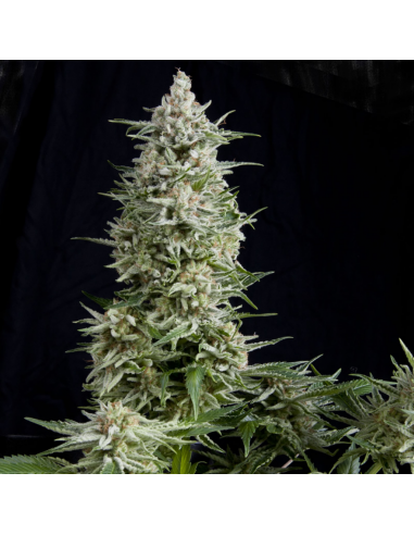 Pyramid Seeds Amnesia Gold - Imagen 1