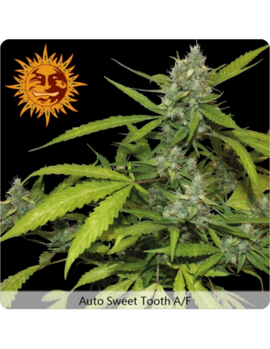 Barney´S Farm Sweet Tooth Auto - Imagen 1