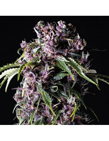 Pyramid Seeds Purple - Imagen 1