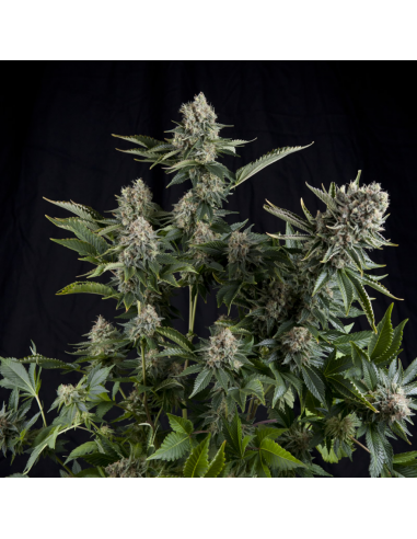 Pyramid Seeds White Widow CBD - Imagen 1