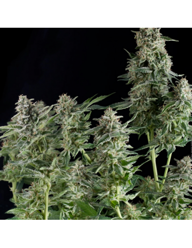 Pyramid Seeds Northern Lights CBD Fem. - Imagen 1