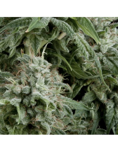 Pyramid Seeds Auto Northern Lights CBD - Imagen 1