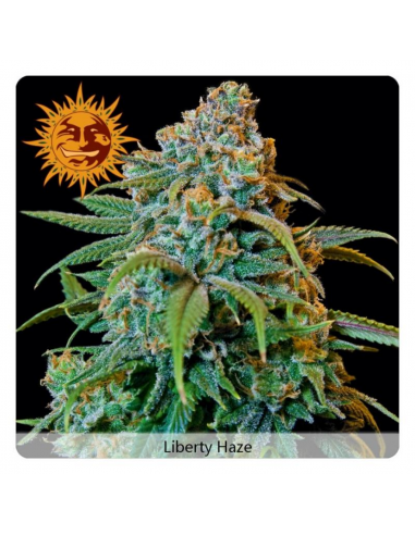 Barney´S Farm Liberty Haze Fem - Imagen 1