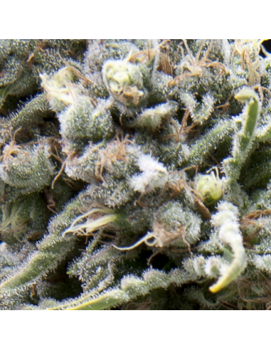 Pyramid Seeds Auto White Widow CBD - Imagen 1