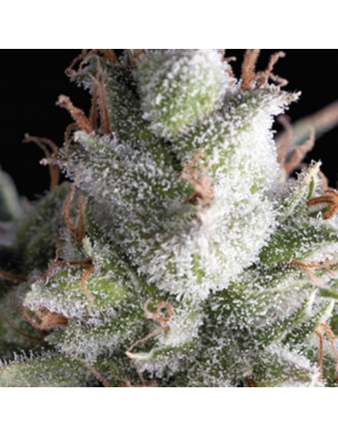 Pyramid Seeds Auto Ramses - Imagen 1