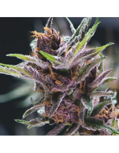 Pyramid Seeds Black Berry Punch - Imagen 1