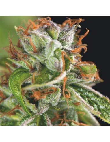 Pyramid Seeds Double OG Haze - Imagen 1