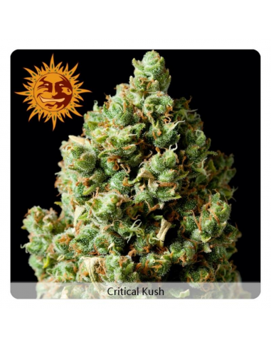 Barney´S Farm Critical Kush Fem - Imagen 1