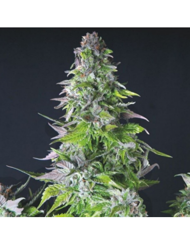 Pyramid Seeds Romulan - Imagen 1