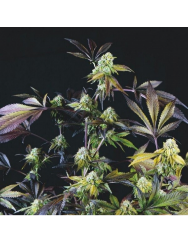 Pyramid Seeds Sunset Sherbet - Imagen 1