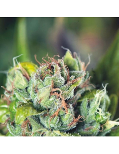 Pyramid Seeds Tahoe Cure - Imagen 1