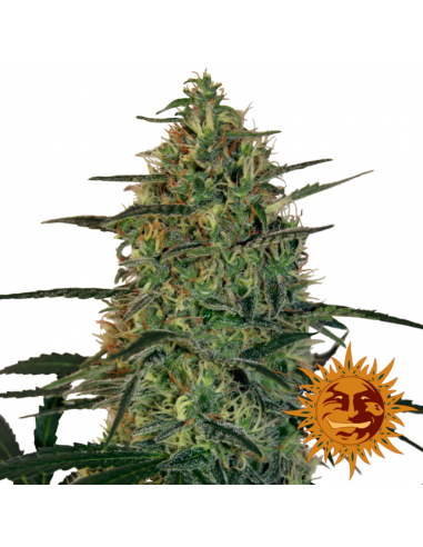 Barney´S Farm Malana Bomb Auto - Imagen 1